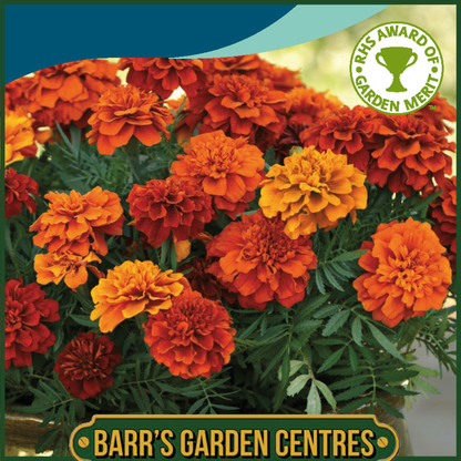 Johnsons - Marigold (French) Fireball F1 - 50 Seeds
