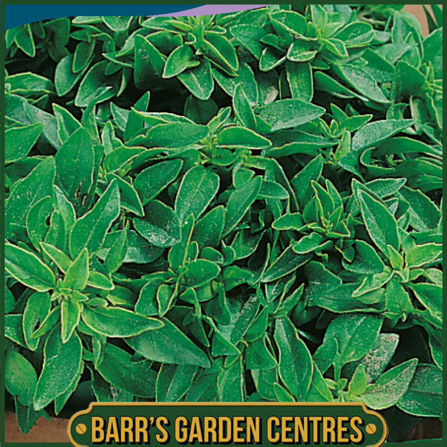 Johnsons - Herb - Basil Minette - 300 Seeds