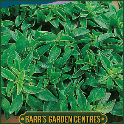 Johnsons - Herb - Basil Minette - 300 Seeds