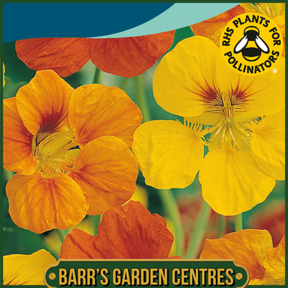 Johnsons - Nasturtium Tom Thumb Mix - 25 Seeds