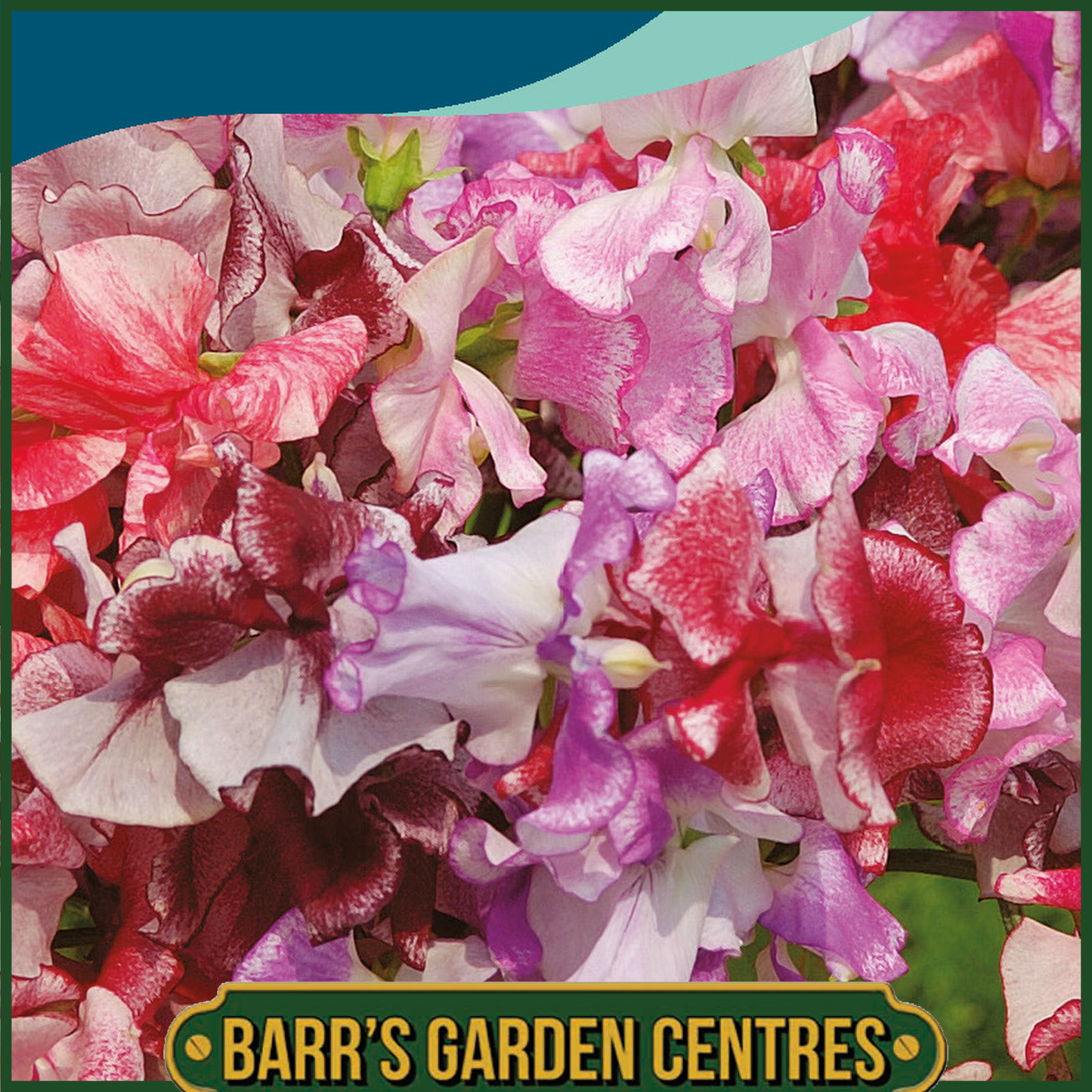 Johnsons - Sweet Pea Ripple Mix - 25 Seeds