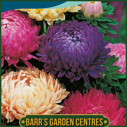 Johnsons - Aster Duchess Mix - 250 Seeds
