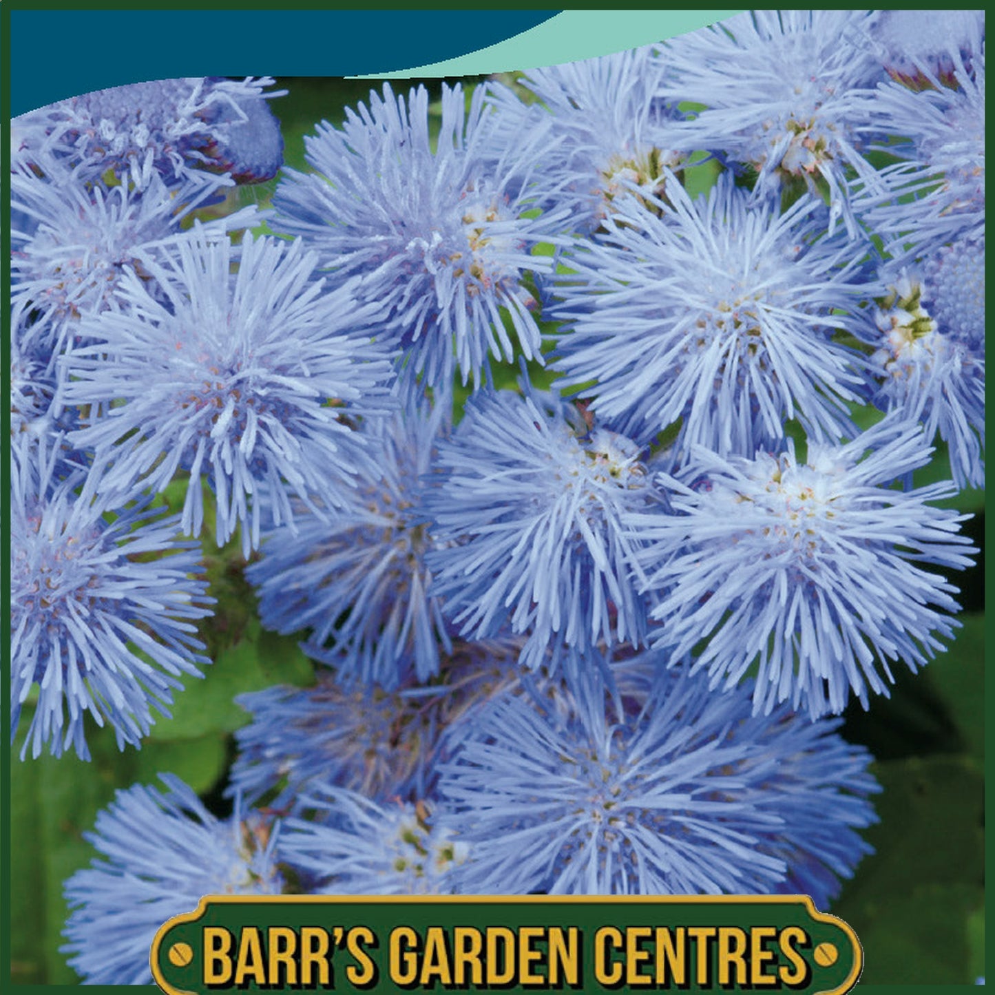 Johnsons - Ageratum Blue Mink - 1000 Seeds