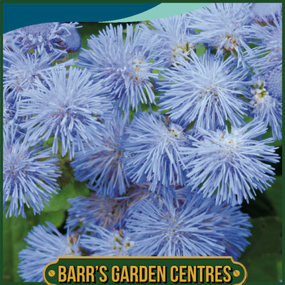 Johnsons - Ageratum Blue Mink - 1000 Seeds