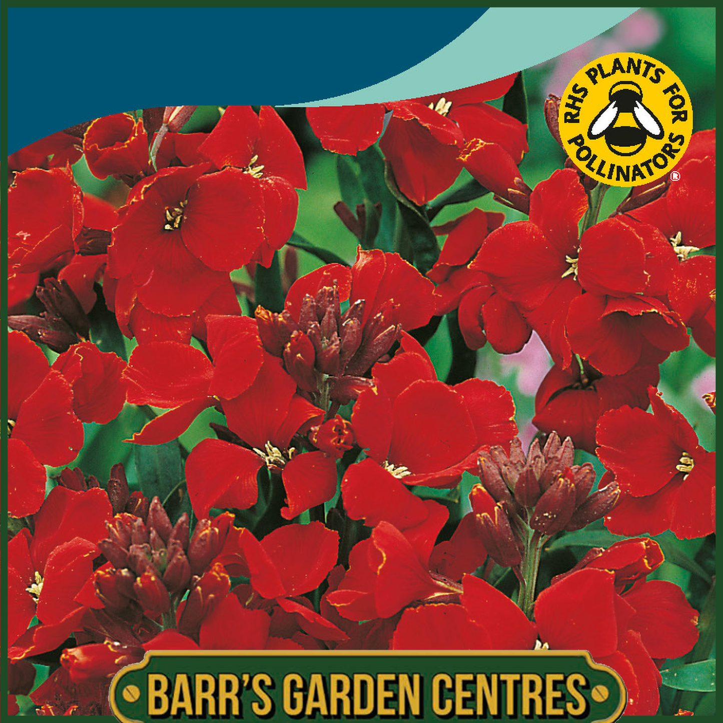 Johnsons - Wallflower Scarlet Bedder - 500 Seeds