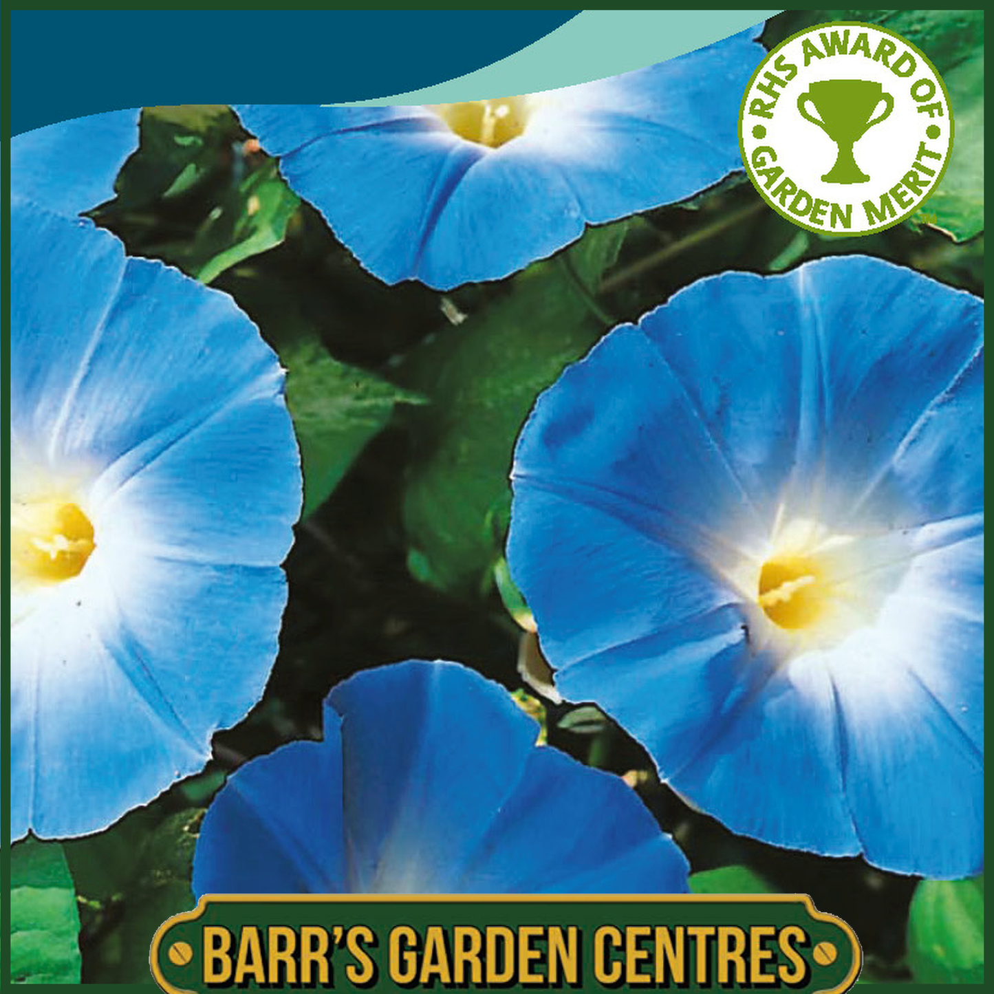 Johnsons - Morning Glory Heavenly Blue - 45 Seeds