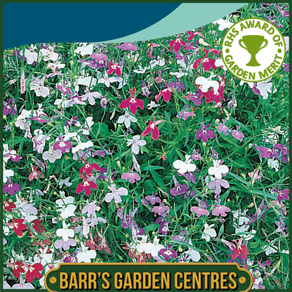 Johnsons - Lobelia (trailing) Colour Cascade Mix - 1500 Seeds