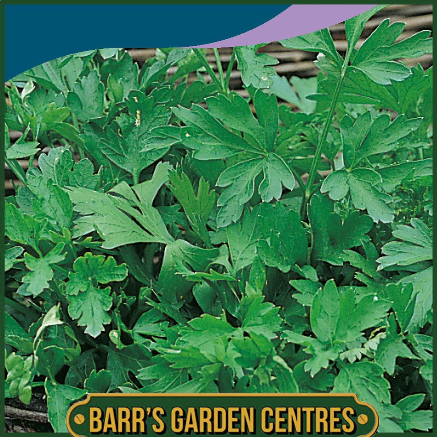 Johnsons - Herb - Parsley Plain Leaved 2 - 750 Seeds