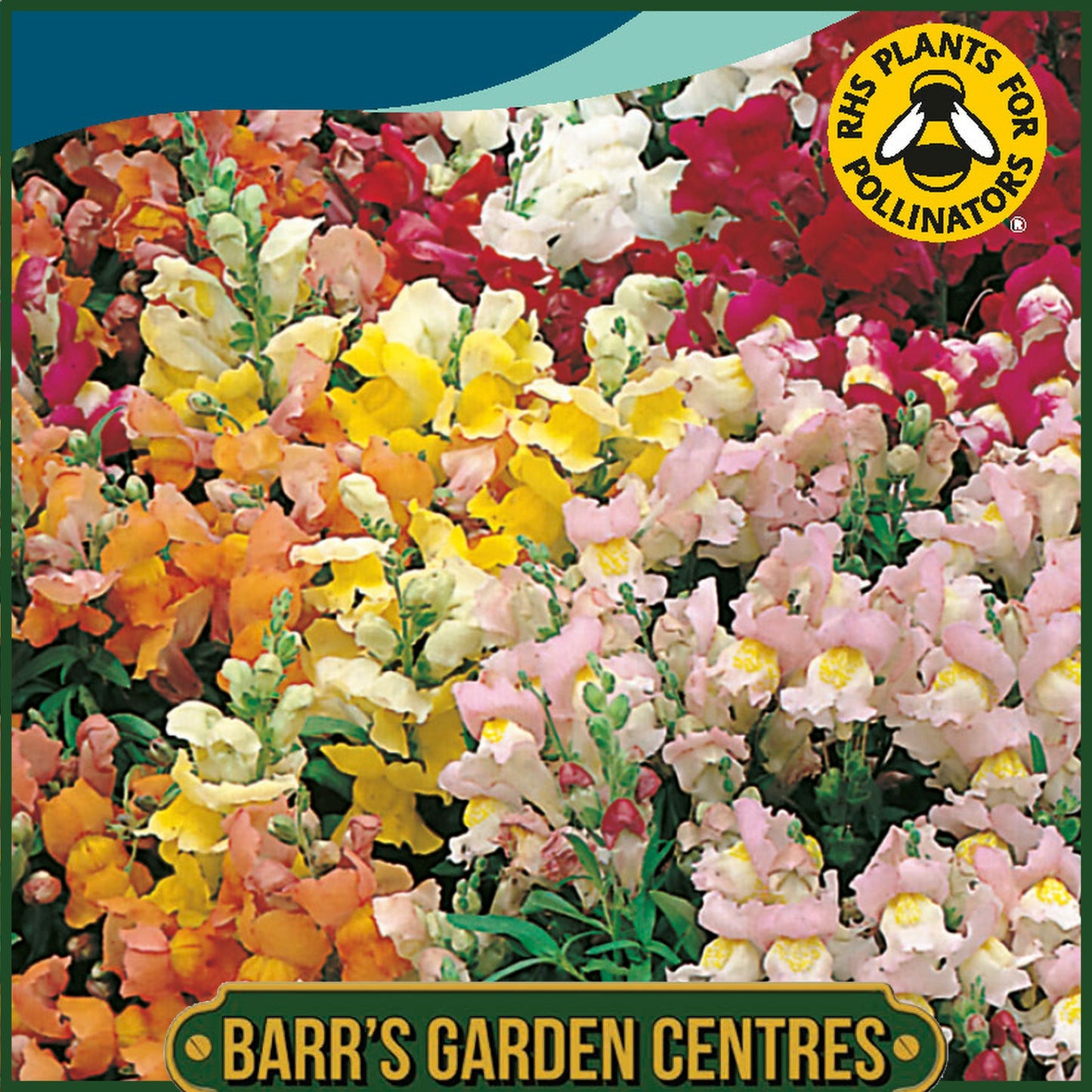 Johnsons - Antirrhinum Tom Thumb Mix - 1500 Seeds