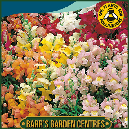 Johnsons - Antirrhinum Tom Thumb Mix - 1500 Seeds