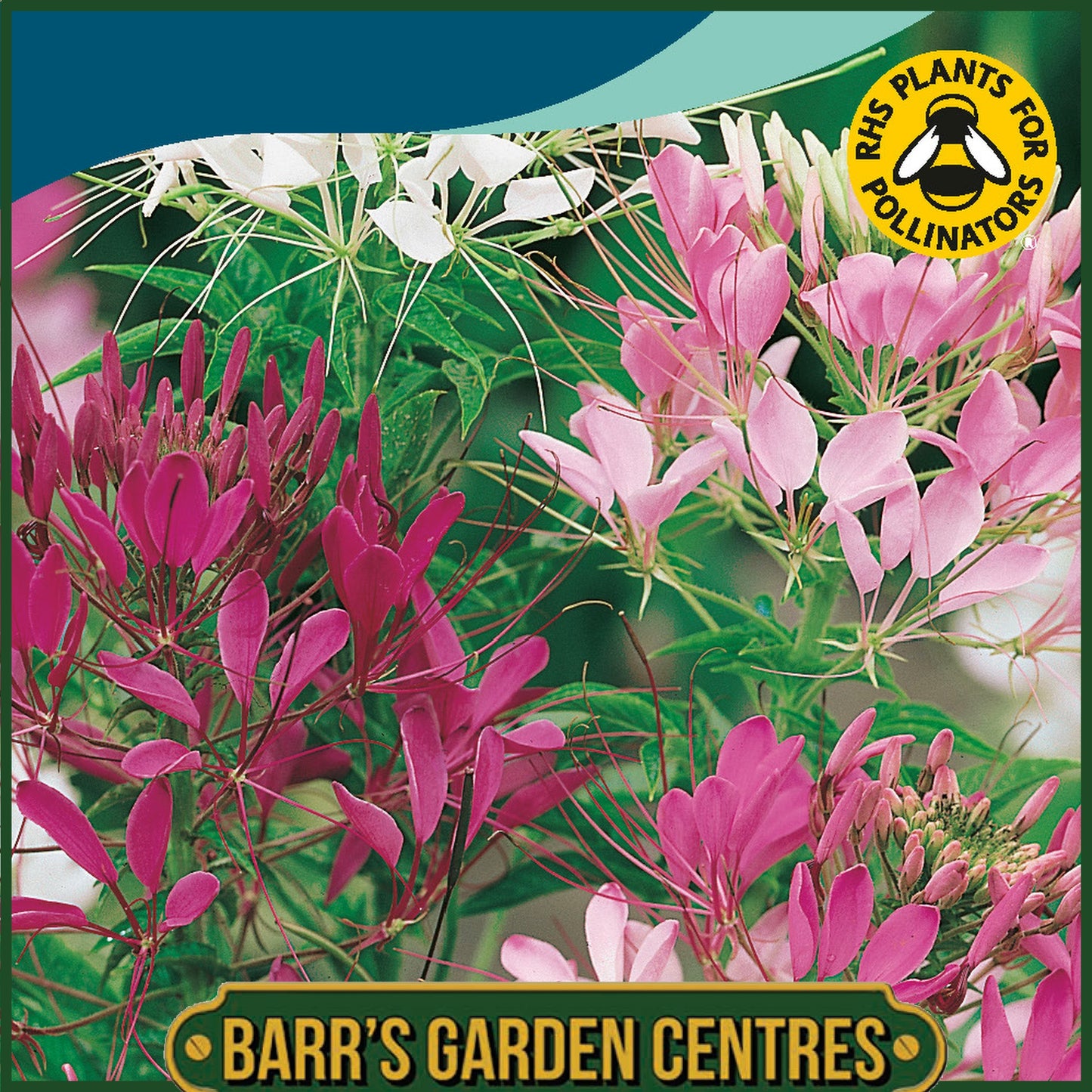 Johnsons - Cleome Colour Fountain Mix - 250 Seeds