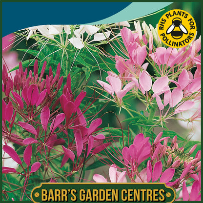 Johnsons - Cleome Colour Fountain Mix - 250 Seeds