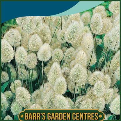 Johnsons - Grass Bunny Tails - 150 Seeds