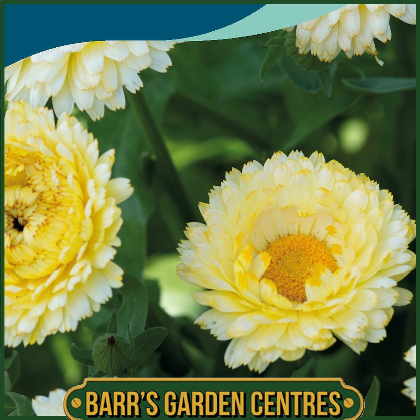 Johnsons - Calendula Snow Princess - 75 Seeds