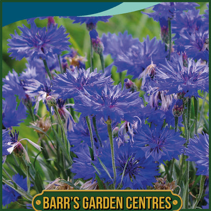 Johnsons - Cornflower Midget Blue - 150 Seeds