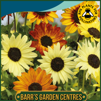 Johnsons - Sunflower Soluna Bronze - 20 Seeds