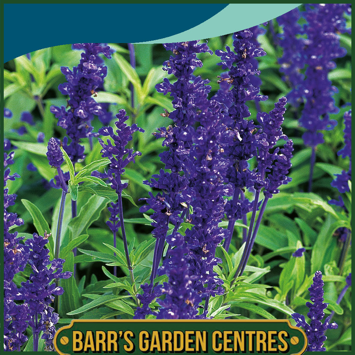 Johnsons - Salvia Blue Victoria - 250 Seeds