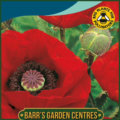 Johnsons - Poppy Oriental Brilliant - 1000 Seeds