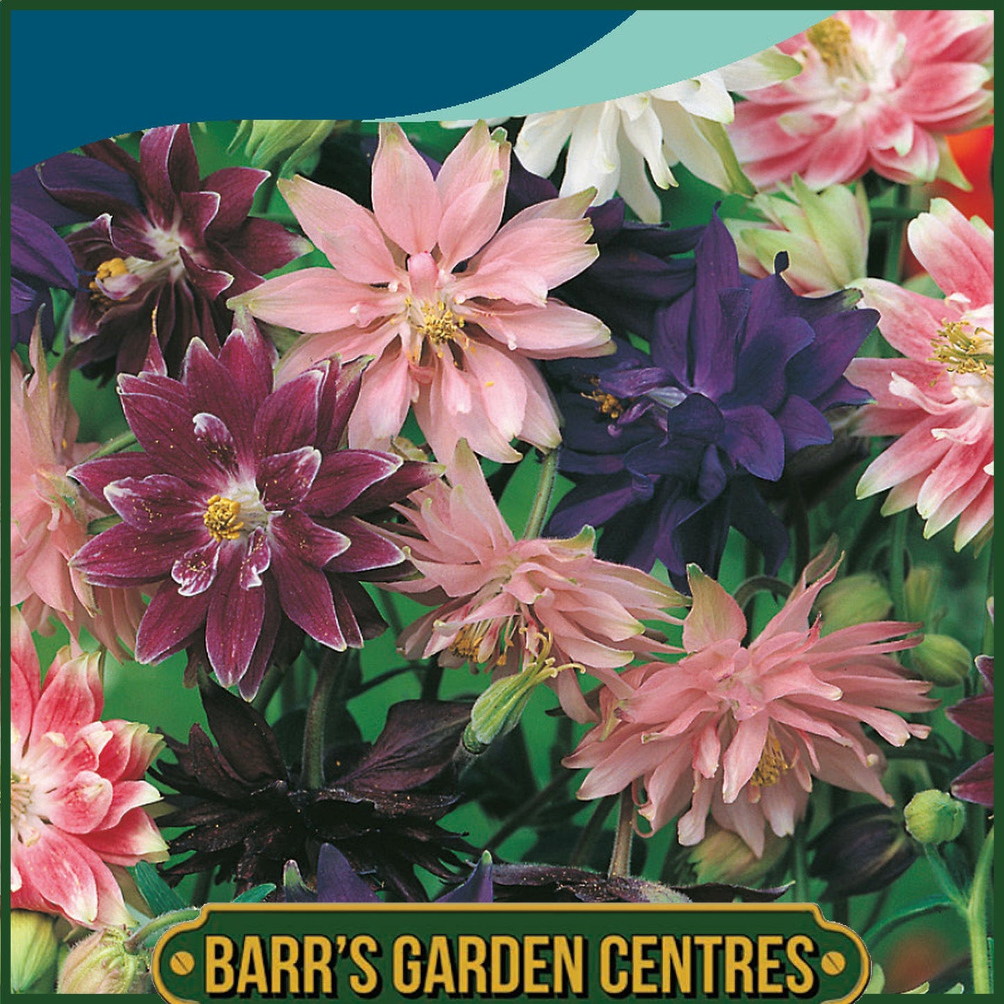 Johnsons - Aquilegia Nora Barlow Mix - 75 Seeds
