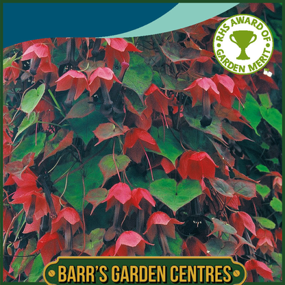 Johnsons - Rhodochiton Purple Bell Vine - 15 Seeds