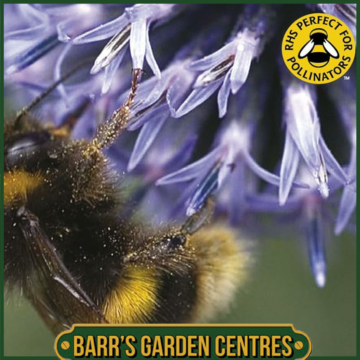 Johnsons - Mixed Bumblebee Friendly Flowers - 1g Seeds