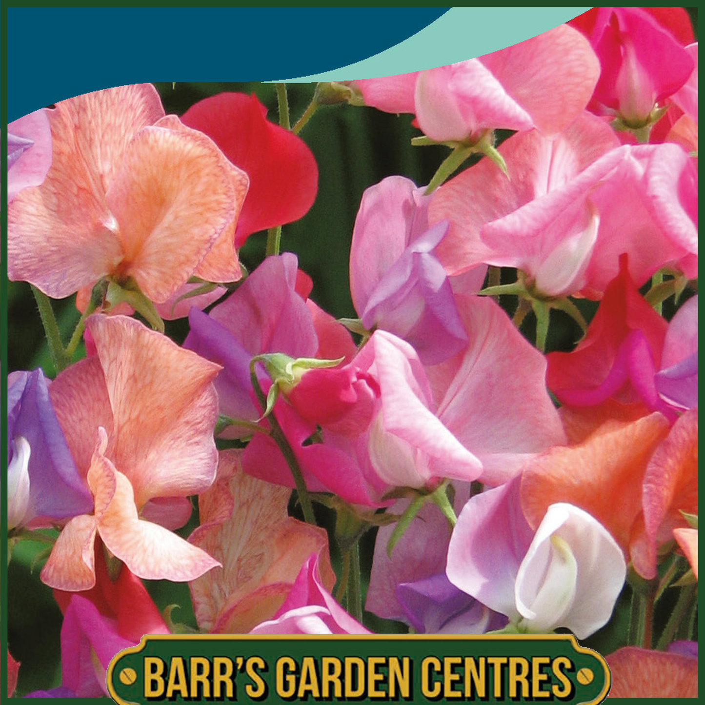Johnsons - Sweet Pea Beeline - 20 Seeds