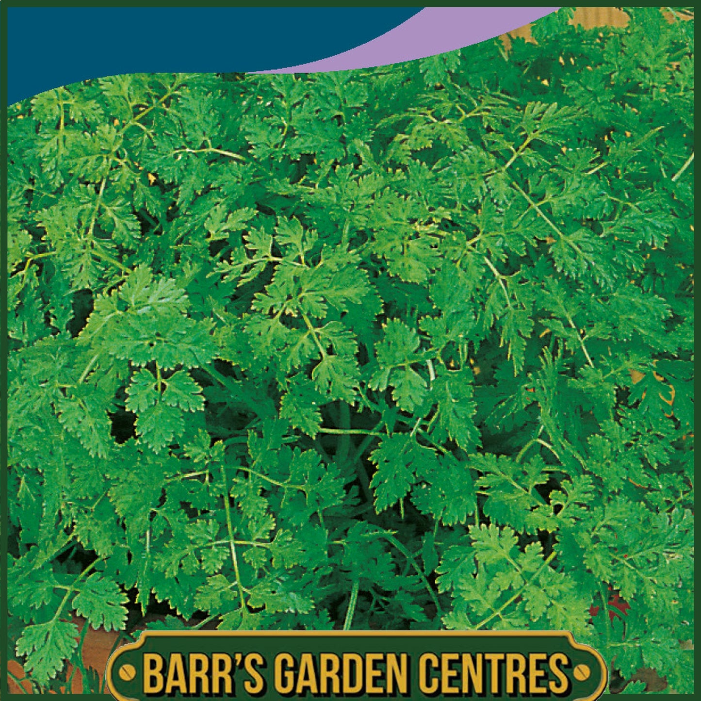 Johnsons - Herb - Chervil Simple - 1000 Seeds