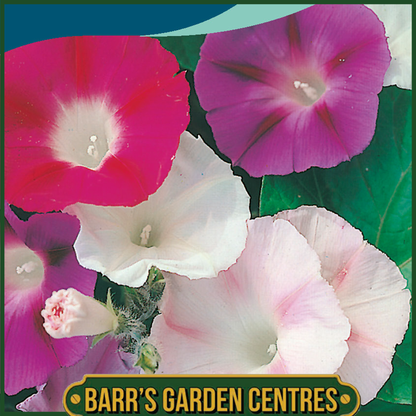 Johnsons - Morning Glory Mixture - 50 Seeds