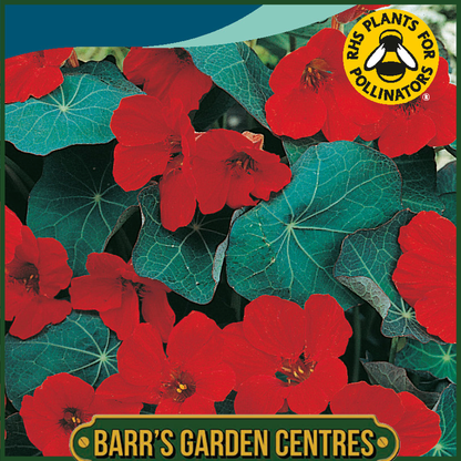 Johnsons - Nasturtium Empress of India - 25 Seeds