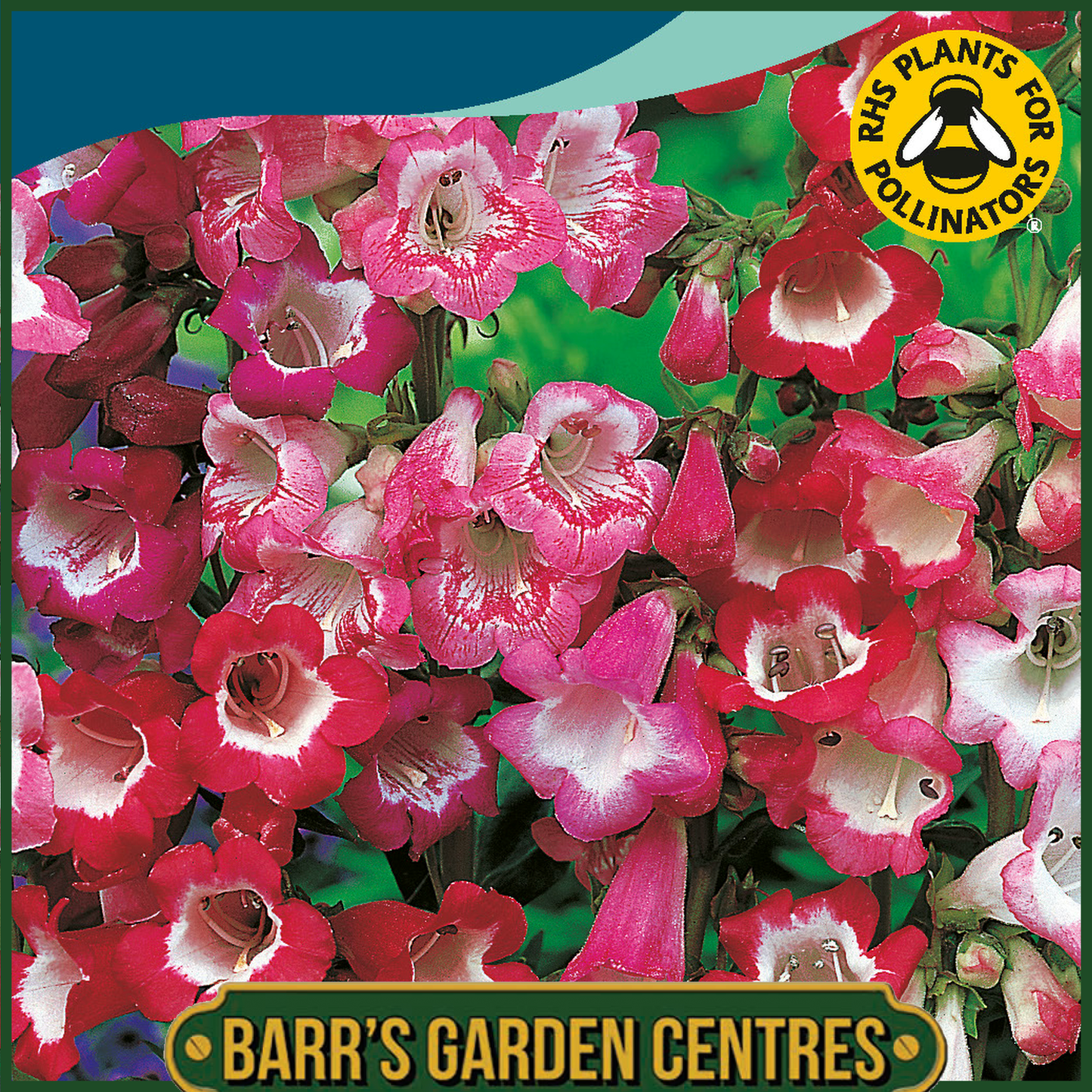 Johnsons - Penstemon Sensation Mix - 500 Seeds