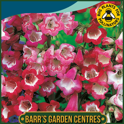 Johnsons - Penstemon Sensation Mix - 500 Seeds