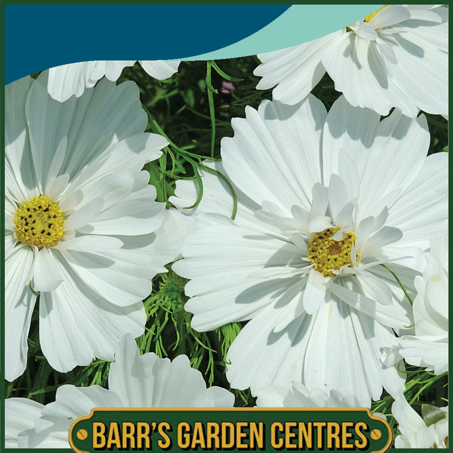 Johnsons - Cosmos Psyche White - 100 Seeds