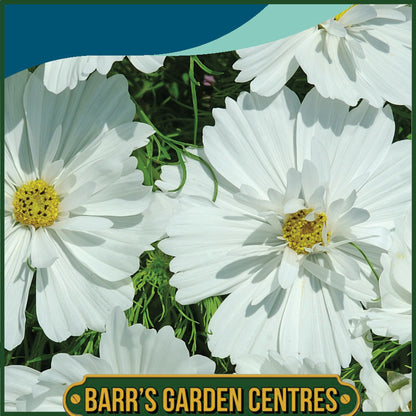 Johnsons - Cosmos Psyche White - 100 Seeds