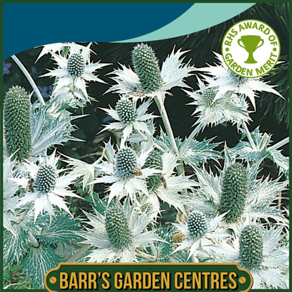 Johnsons - Eryngium Miss Willmotts Ghost - 30 Seeds