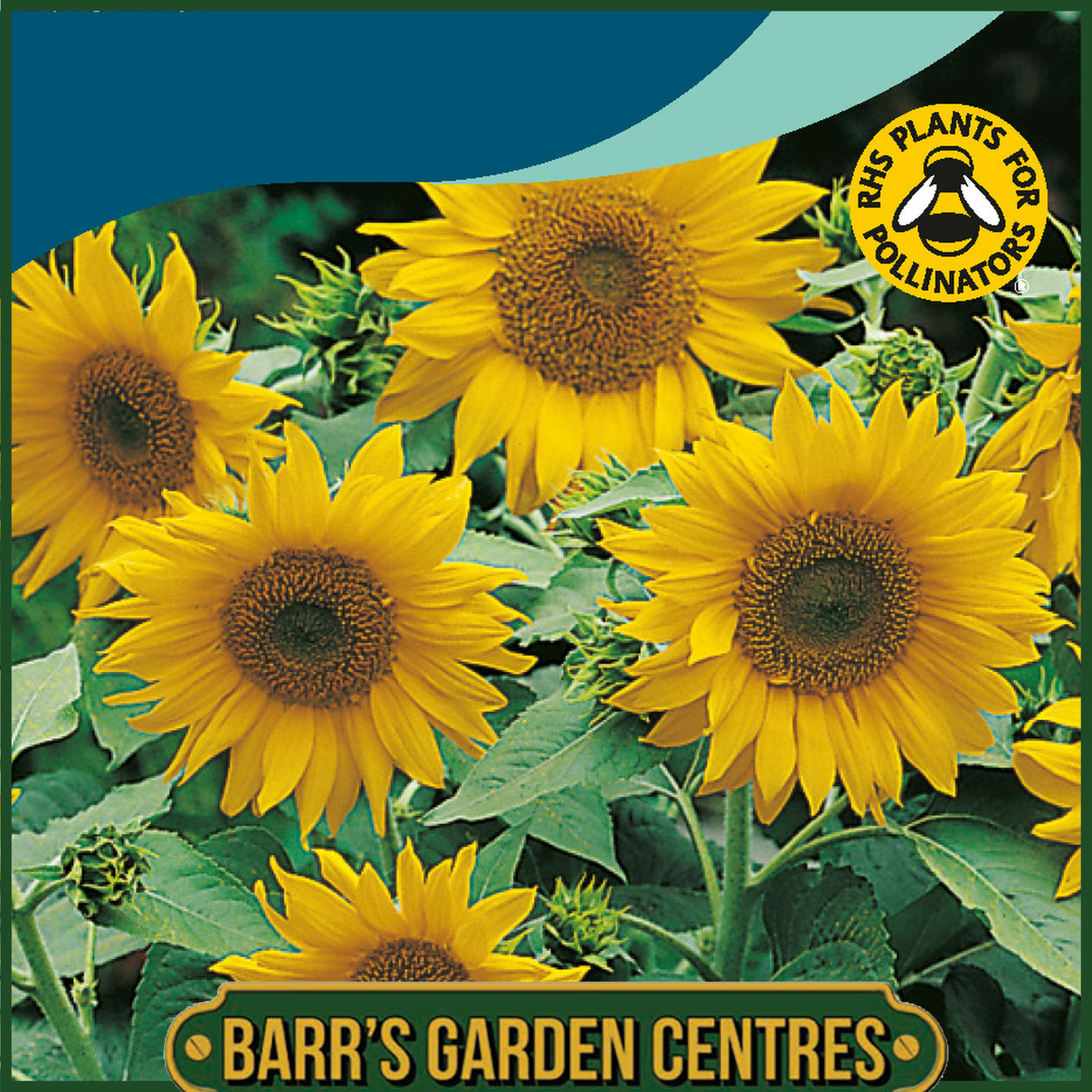 Johnsons - Sunflower Pacino Gold - 20 Seeds