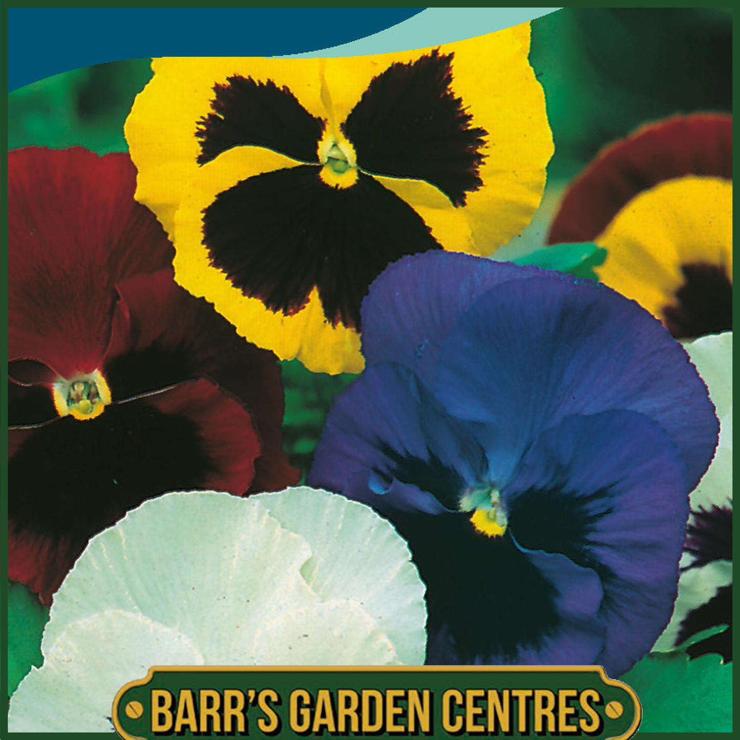 Johnsons - Pansy Swiss Giants Mix - 120 Seeds