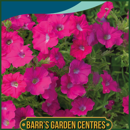 Johnsons - Petunia Pendolino Rose Eye F1 - 10 Seeds