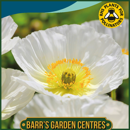 Johnsons - Poppy Bridal Silk - 500 Seeds