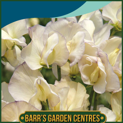 Johnsons - Sweet Pea Old Times - 25 Seeds