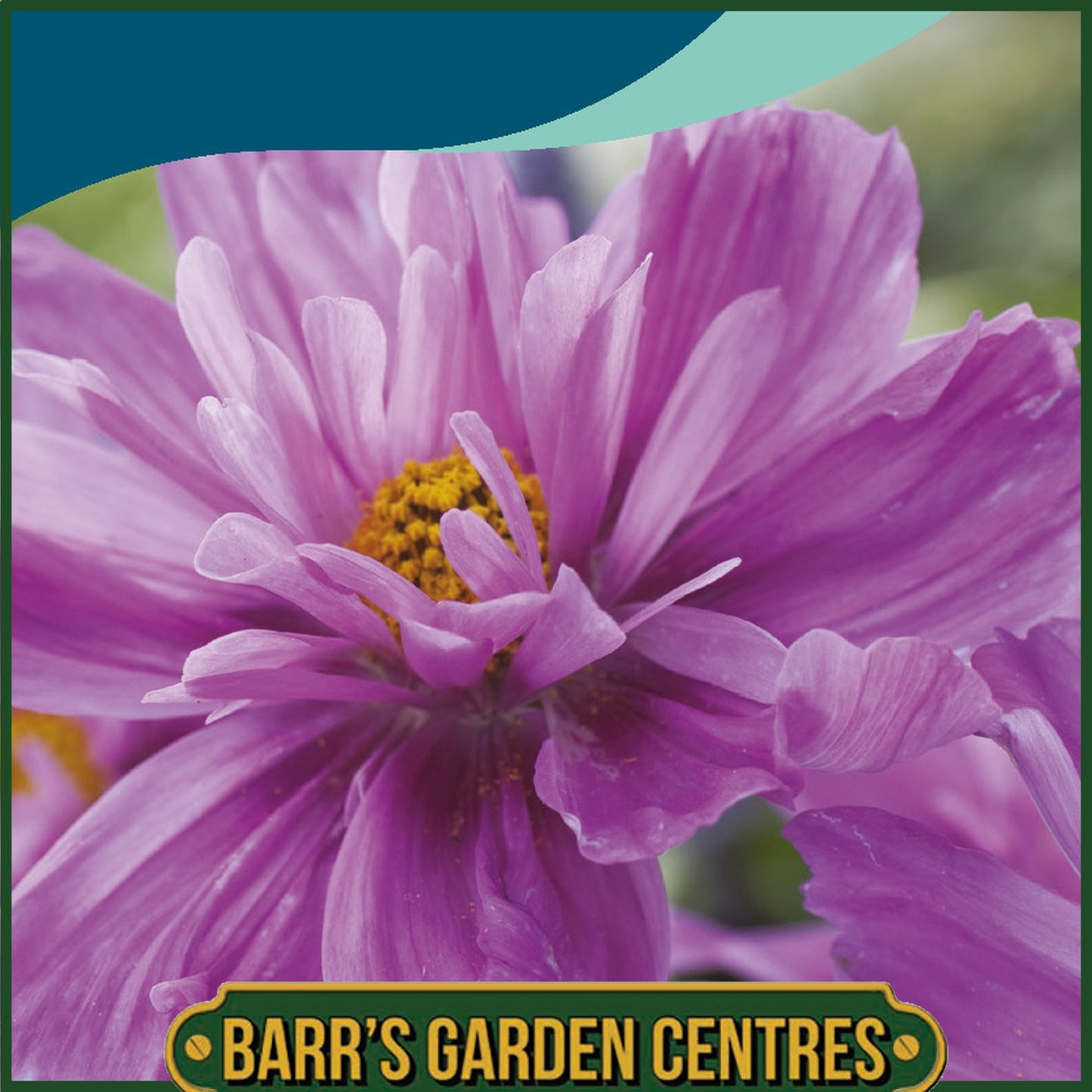 Johnsons - Cosmos Fizzy Pink - 50 Seeds