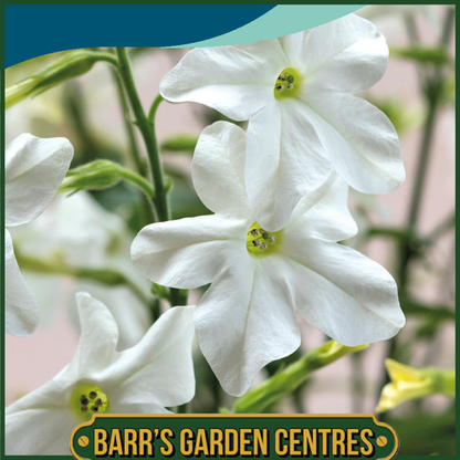Johnsons - Nicotiana Sirius White F1 - 50 Seeds