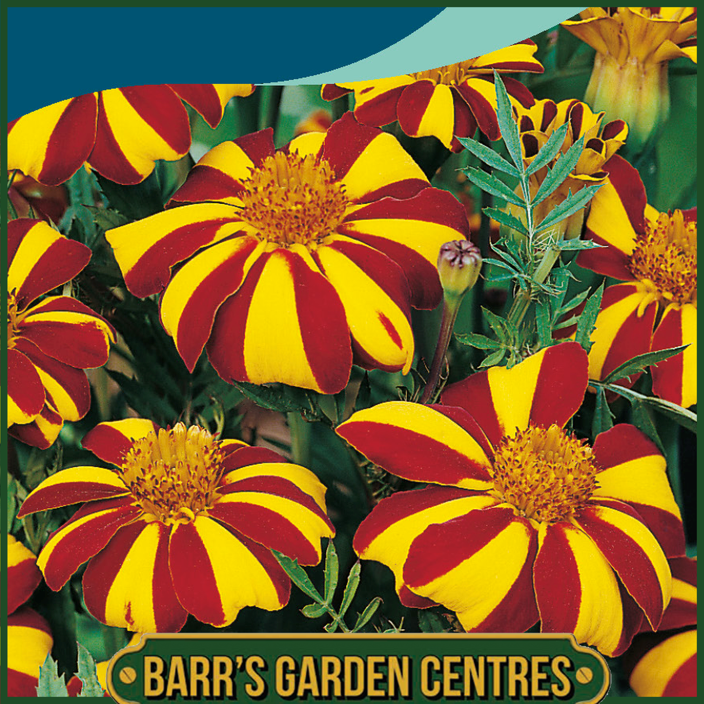 Johnsons - Marigold (French) Jolly Jester - 125 Seeds