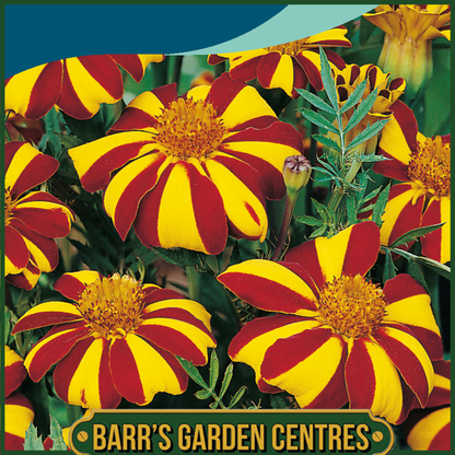 Johnsons - Marigold (French) Jolly Jester - 125 Seeds