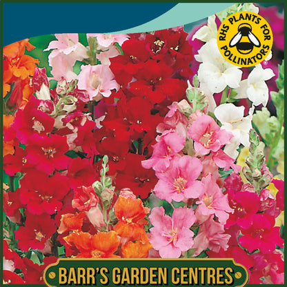 Johnsons - Antirrhinum Sachmo - 750 Seeds