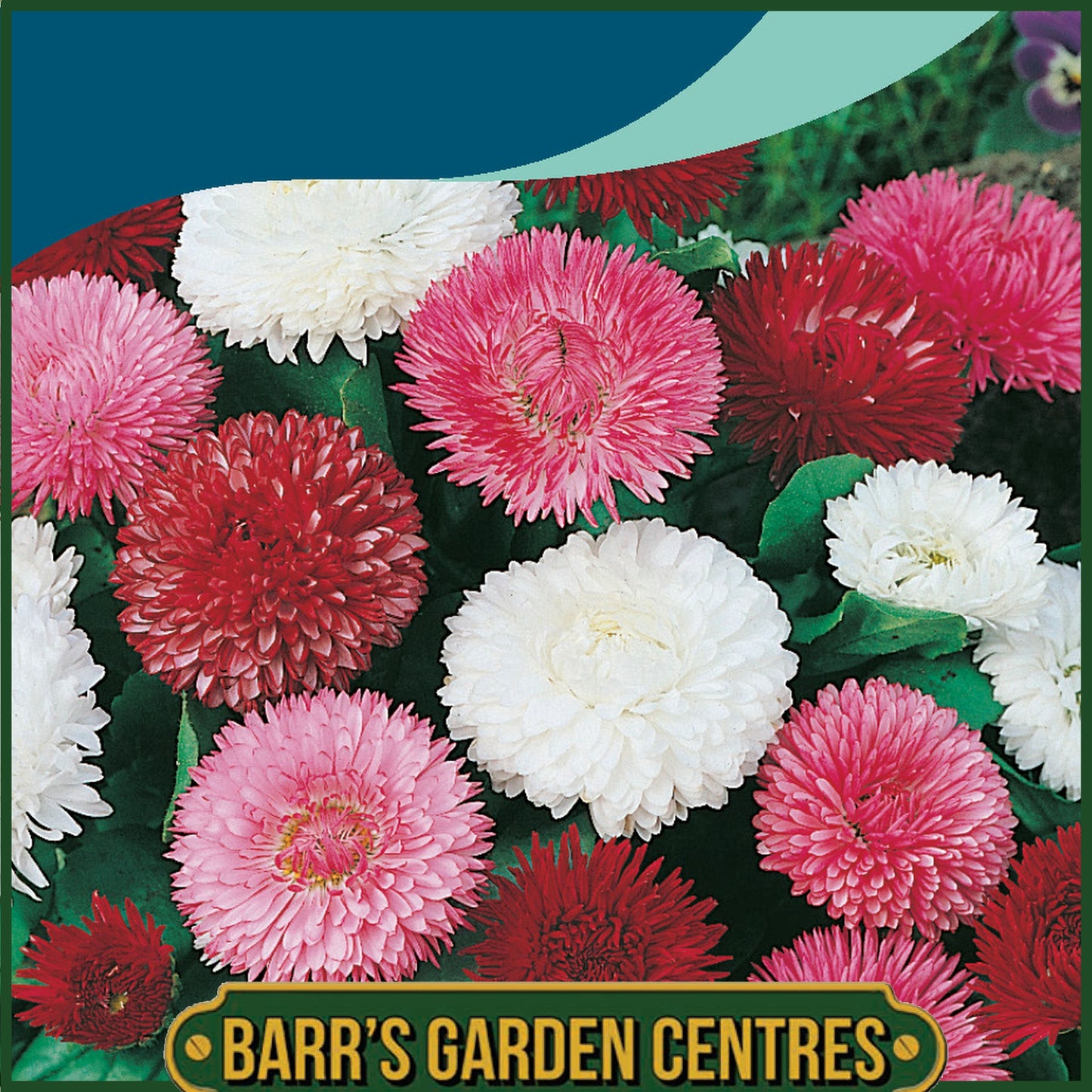 Johnsons - Daisy Enorma Double Mix - 250 Seeds