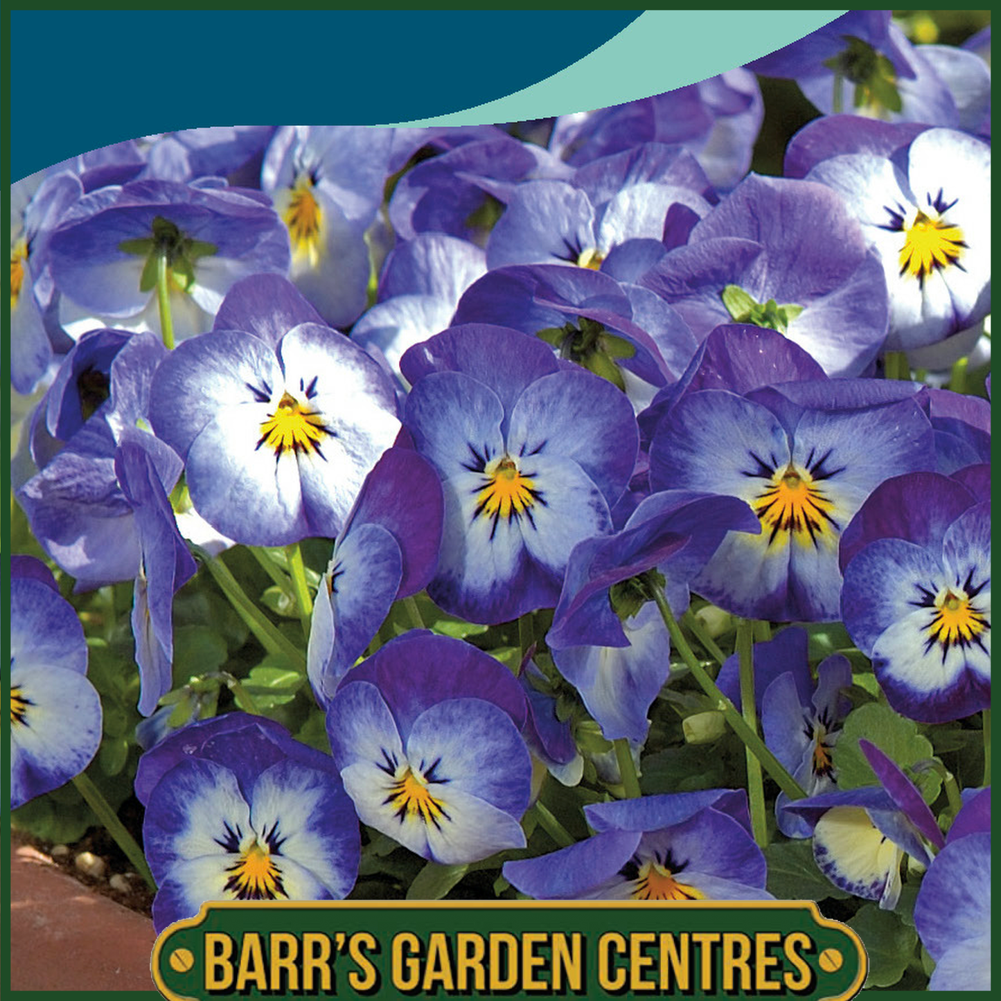 Johnsons - Viola Floral Power Stone Washed Denim F1 - 30 Seeds