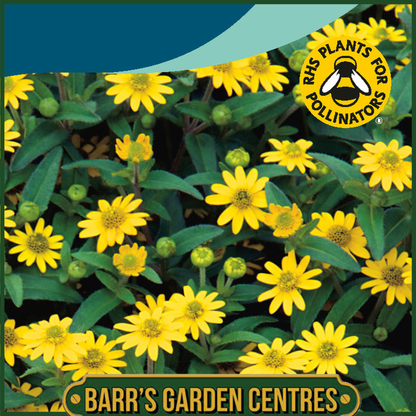 Johnsons - Sanvitalia Procumbens - 300 Seeds