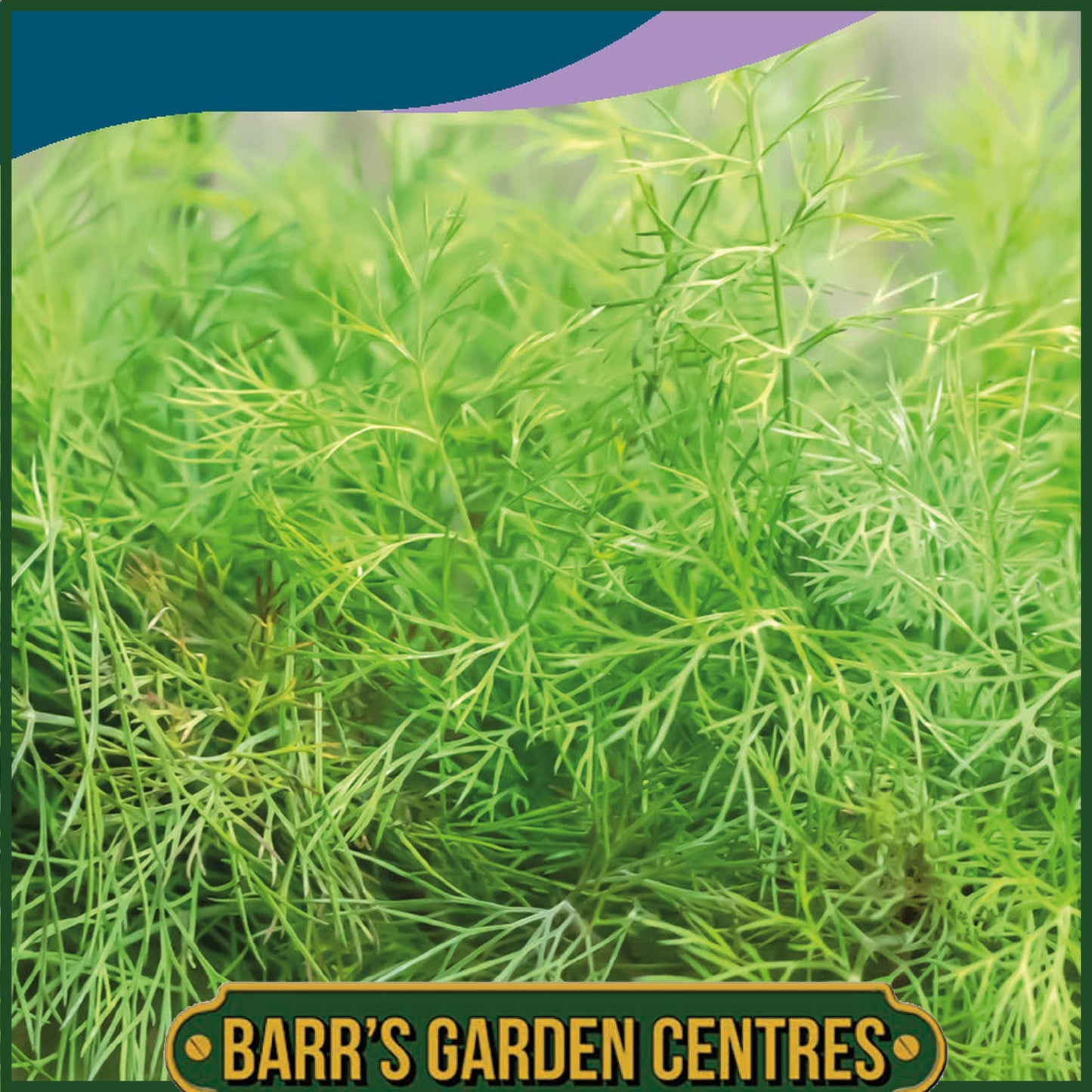Johnsons - Herb - Dill Nano - 200 Seeds