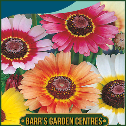 Johnsons - Chrysanthemum Tricolour Mix - 400 Seeds