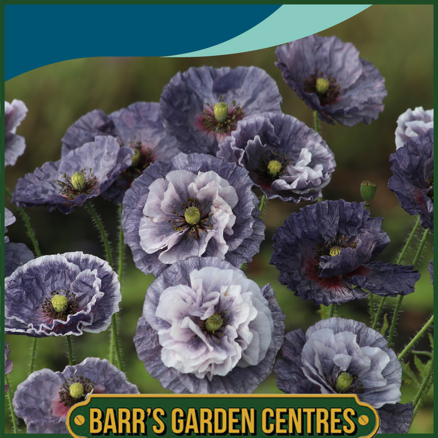 Johnsons - Poppy Amazing Grey - 500 Seeds